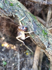 Hemideina ricta