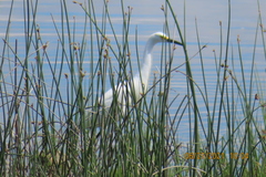 Egretta thula