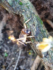 Hemideina ricta