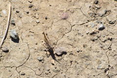 Chimarocephala elongata