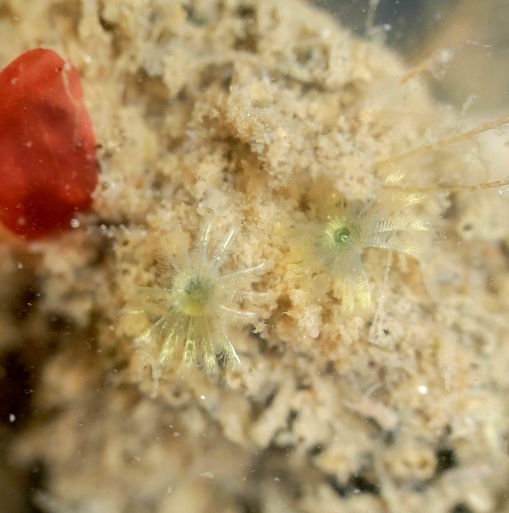 Paradialychone ecaudata