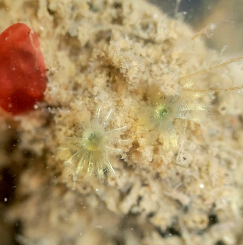 Paradialychone ecaudata