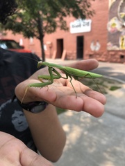 Mantis religiosa