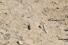 Chimarocephala elongata