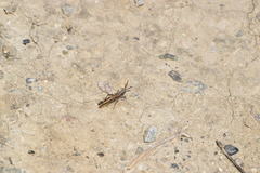 Chimarocephala elongata