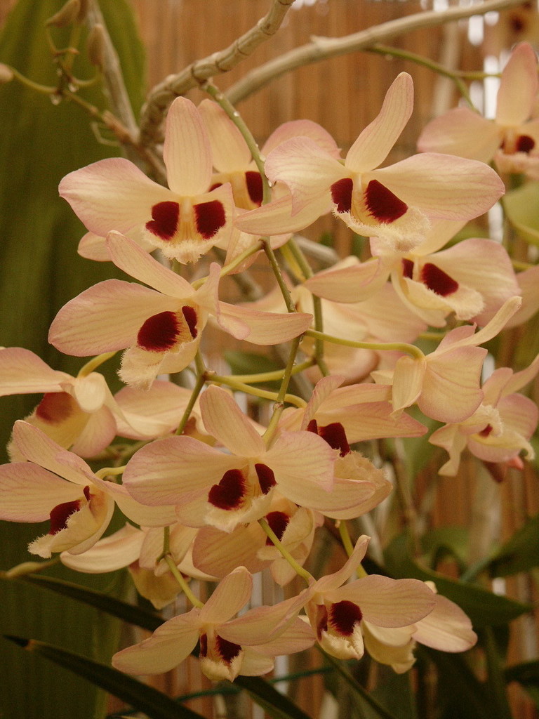 Dendrobium pulchellum (Dendrobium pulchellum)