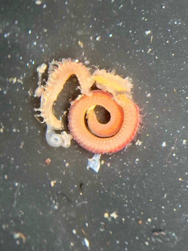 Shell Worm