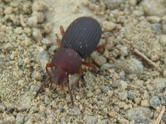Apsena pubescens