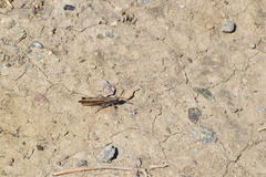 Chimarocephala elongata