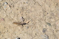 Chimarocephala elongata