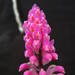 Dendrobium secundum - Photo (c) abiom.orchid1，保留部份權利CC BY-NC-SA
