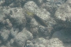 Chrysiptera unimaculata