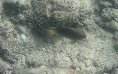 Chrysiptera unimaculata