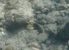 Chrysiptera unimaculata