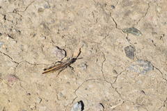 Chimarocephala elongata