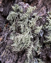 Usnea occidentalis