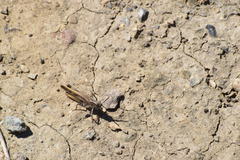 Chimarocephala elongata