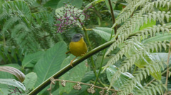 Myiothlypis griseiceps
