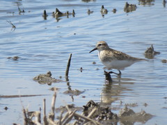Calidris bairdii