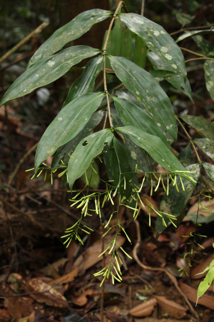 Maingay's Dracaena