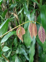 Homoeocerus graminis