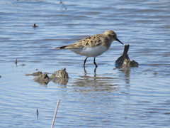 Calidris bairdii