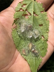 Phelypera distigma