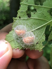 Phelypera distigma