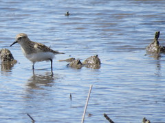 Calidris bairdii