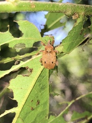 Phelypera distigma
