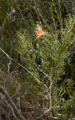 Lambertia inermis