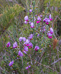 Gompholobium scabrum