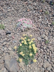 Eriogonum ovalifolium rubidum