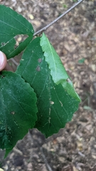 Dichomeris ligulella