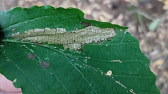 Dichomeris ligulella