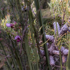 Allocasuarina humilis