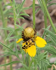 Typocerus octonotatus