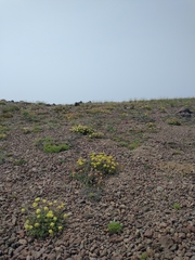 Eriogonum ovalifolium rubidum