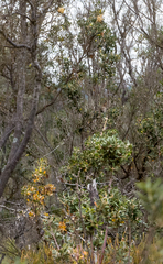 Hakea denticulata