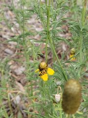 Typocerus octonotatus