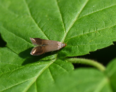 Anacampsis nonstrigella