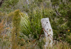 Xanthorrhoea platyphylla