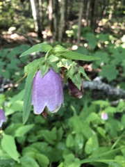 Campanula punctata