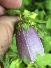 Campanula punctata