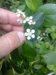 Aronia melanocarpa