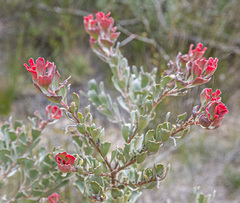 Adenanthos cuneatus