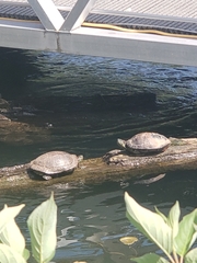 Trachemys scripta elegans