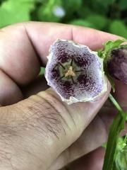 Campanula punctata