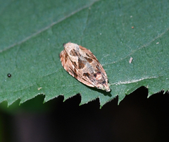 Zomaria interruptolineana