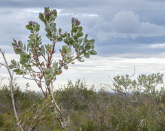 Eucalyptus pleurocarpa